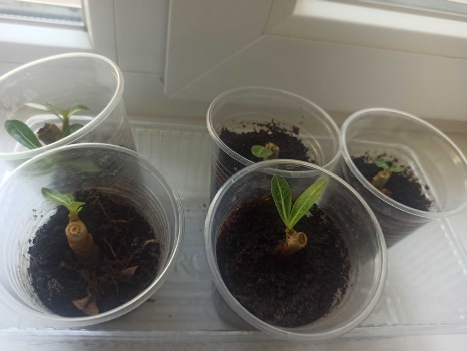 Аденіуми вкорінені гілочки мікс кольорів