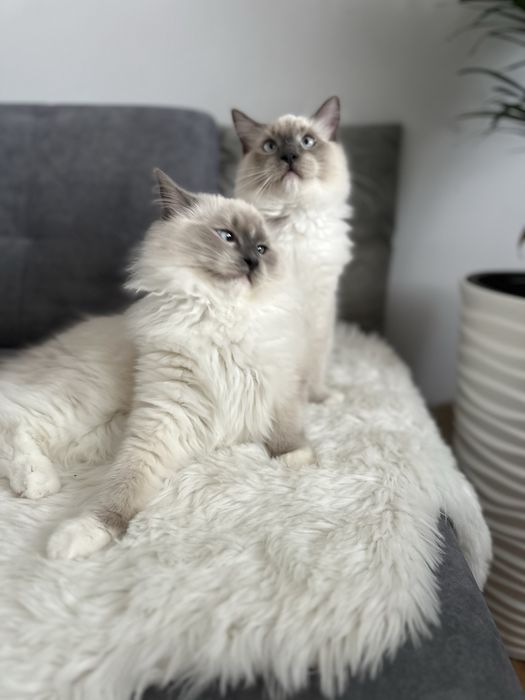 Cudowny Kocurek FPL gotowe do odbioru