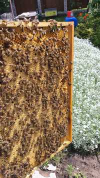 Продам  пчелы отводки пчел Відводки бджіл