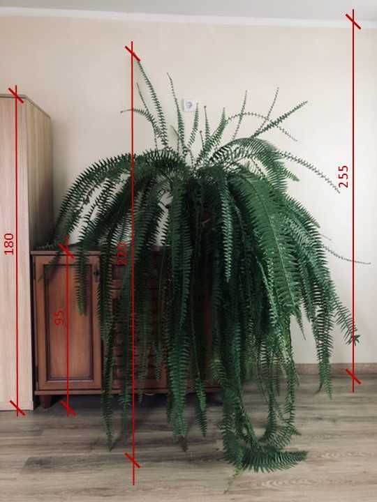 NEPHROLEPIS EXALTATA | Nefrolepis Wyniosły | paproć gigant