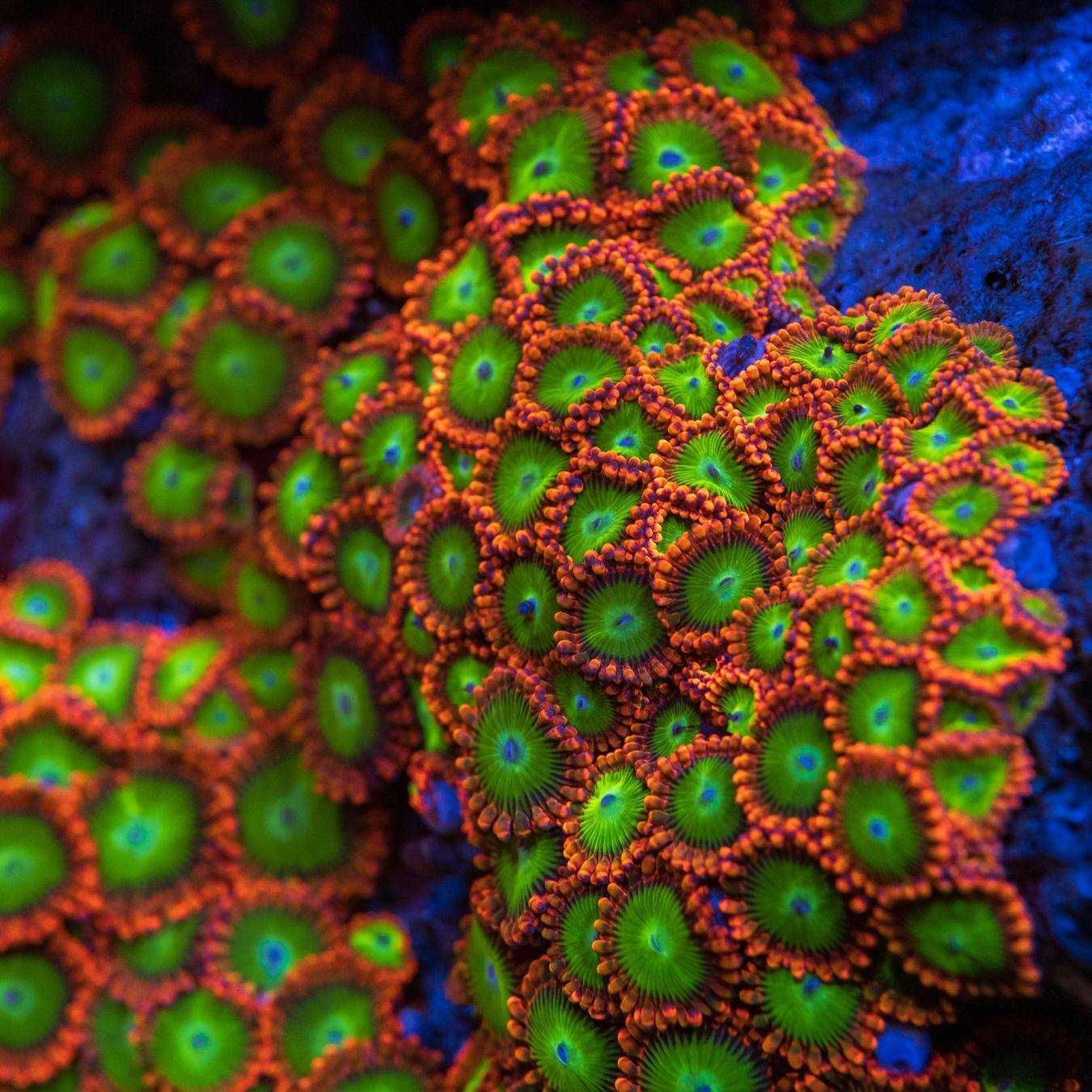 Zoa Zoanthus Electric Oompa Loompa Koralowce - akwarium morskie