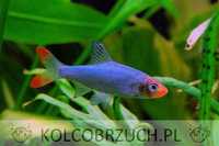 Ukleja naga - Sawbwa resplendens - Razbora - Rasbora - dowóz, wysyłka