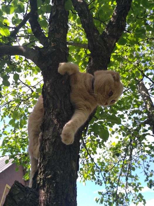 Котик Скотіш-фолд шукає кицю Скотіш- страйт для серйозних стосунків