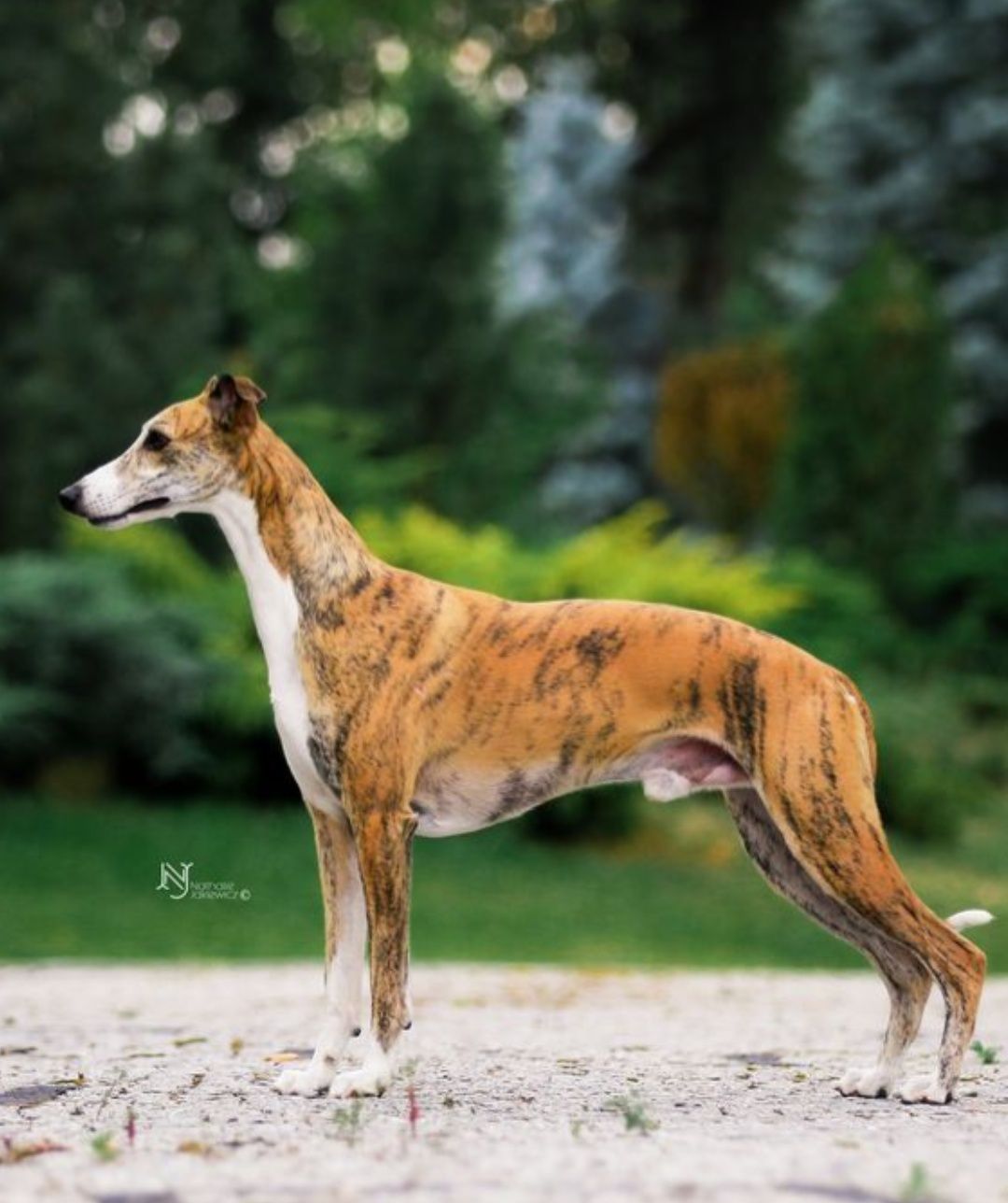 Pies szczenię whippet,  szczenię whippet