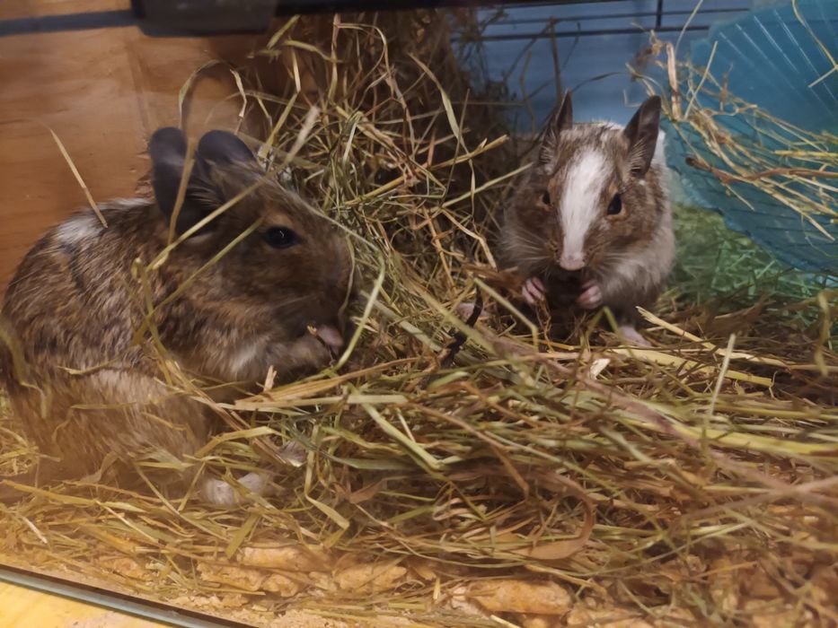 Koszatniczki 5miesięczne trzy szt.