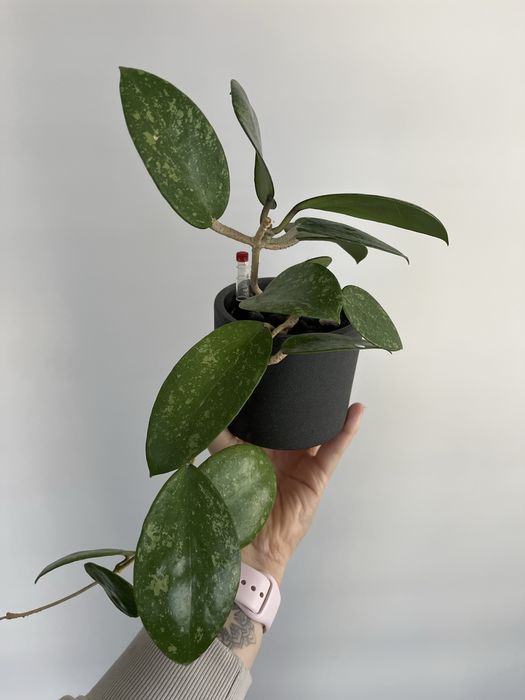 Hoja hoya Parasitica Lao
