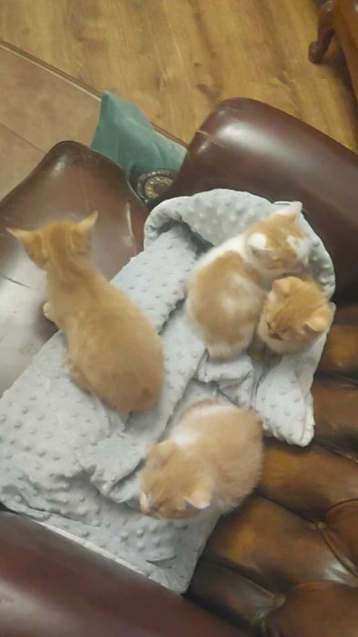 Oddam Kotki w dobre ręce :)