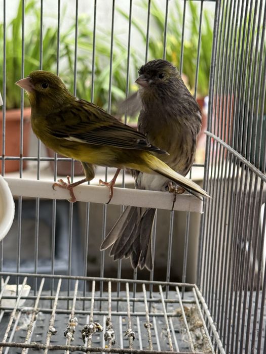 3 Casais  de canarios mais viveiro