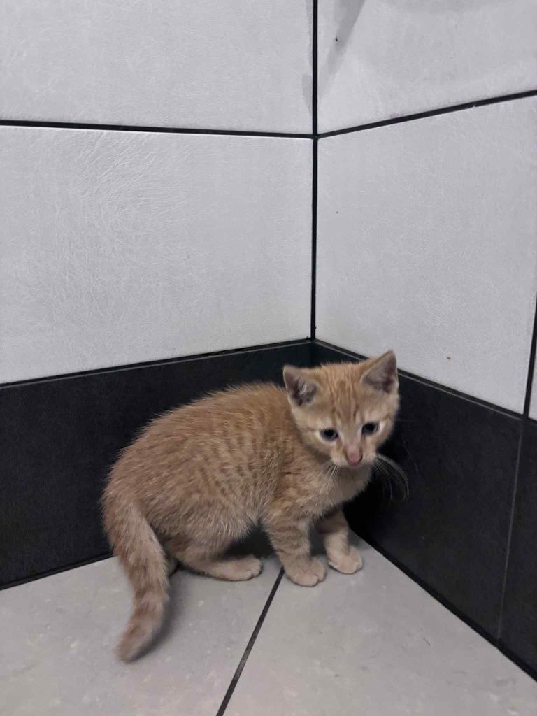 Kotek do oddania za darmo