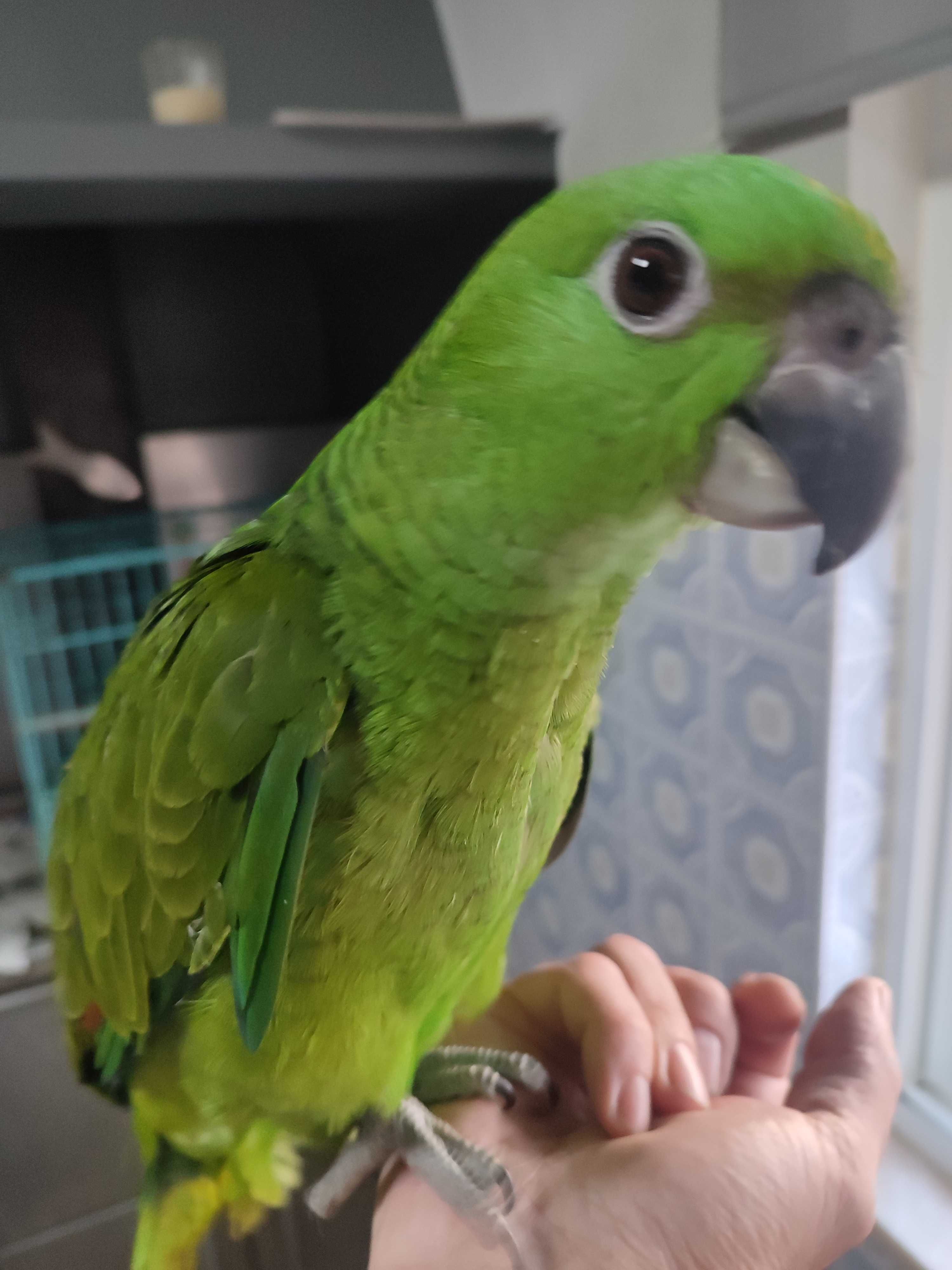 Papagaio auropaliata