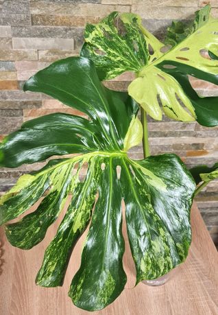 Monstera Oceana Mint variegata, 3 liście