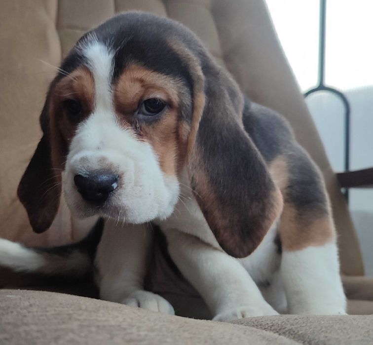 Beagle suczka tricolor