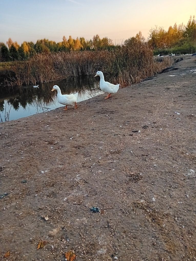 Gęsi z wolnego wybiegu