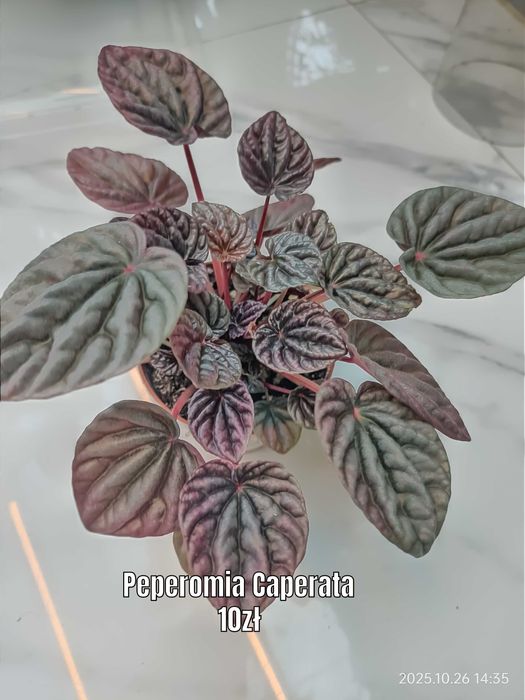 Begonia, Syngonium, Peperomia