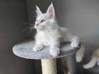 Maine Coon ostatni kocurek
