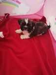 Shih tzu tricolor chłopiec MINI  8yg rodowód chip wyprawka