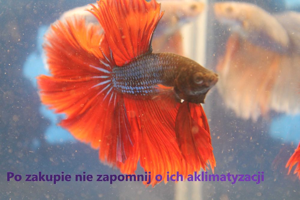 Pseudomugil Paskai   od "P"