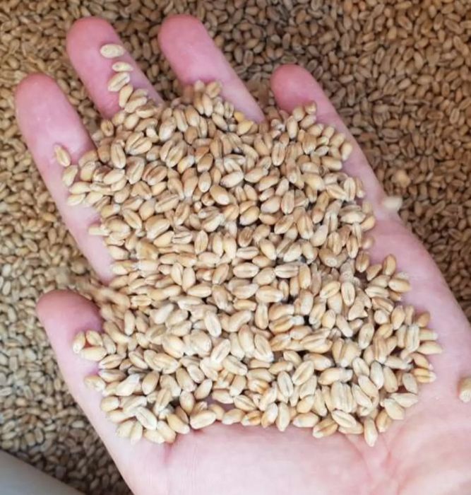 Продам зерно пшениці