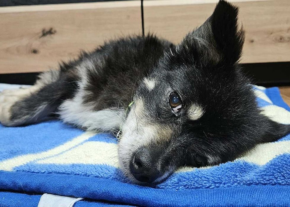 Najkochańszy malutki piesio-Grzybek prosi o miłość