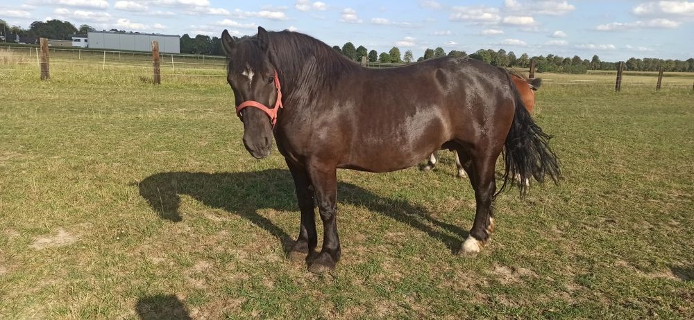 Klacz zaprzęg kara źrebak