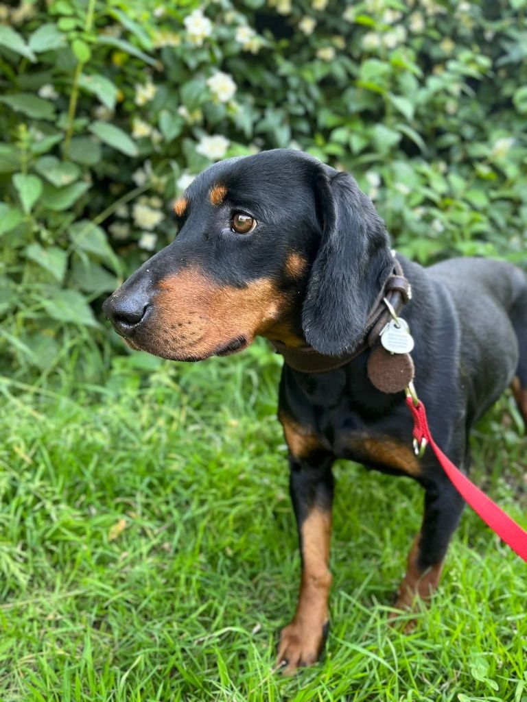 Tamarka w typie gończego do adopcji