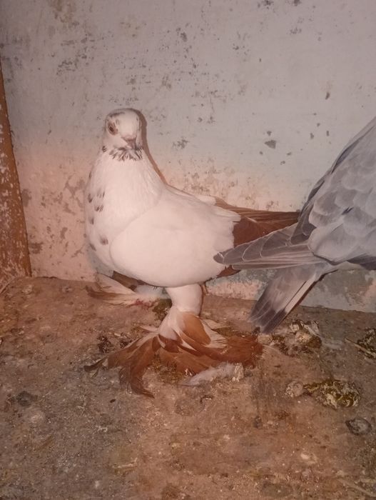 Widyny czarne i czerwone