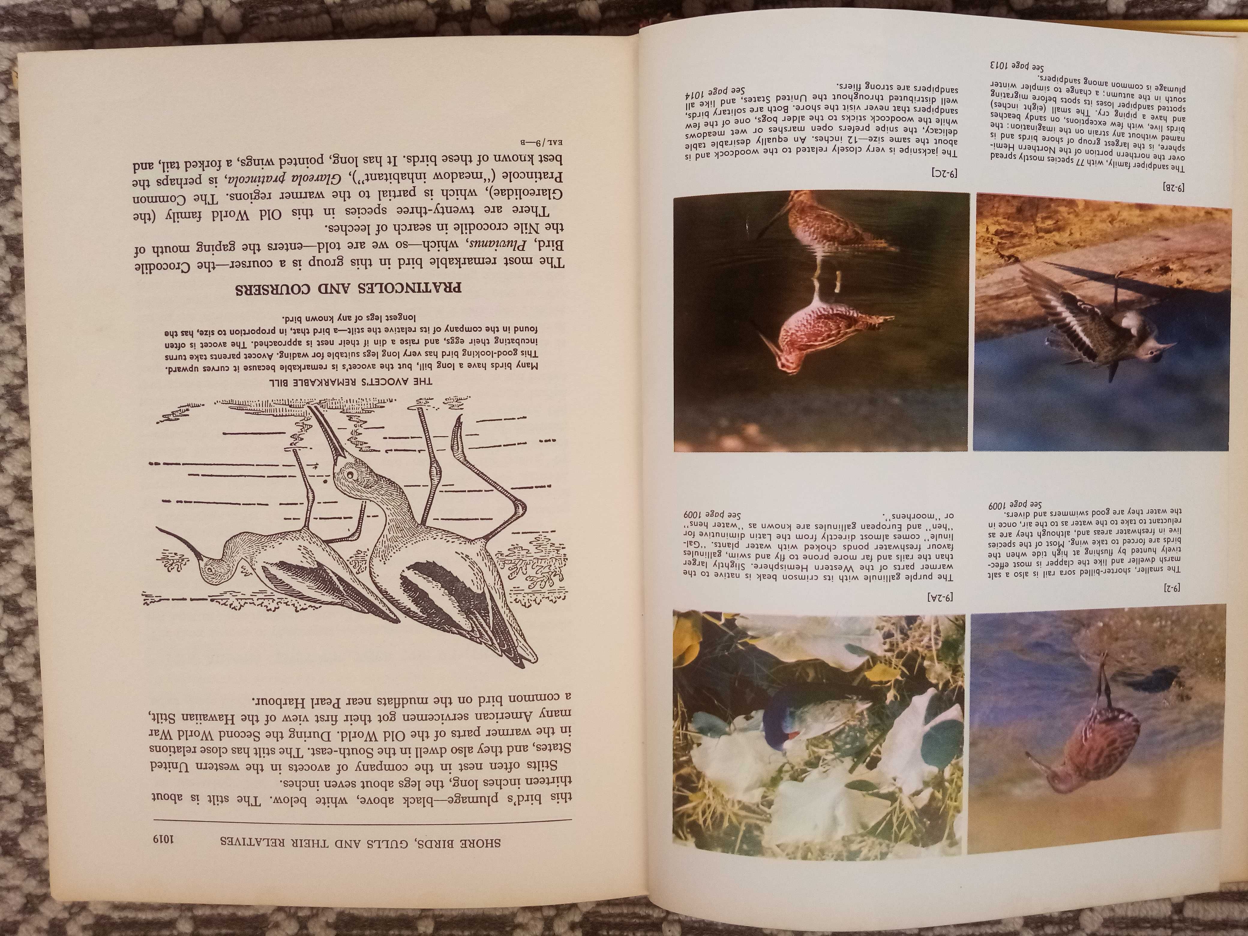 kolekcja- Encyklopedia Zwierząt, Ptaki, tom 9, angielska