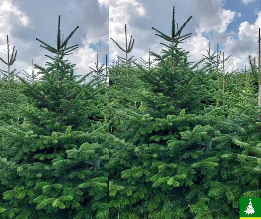 Choinki plantacja Jodła kaukaska