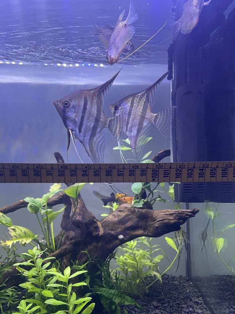 Pterophilum Scalare “Escalares Altum”