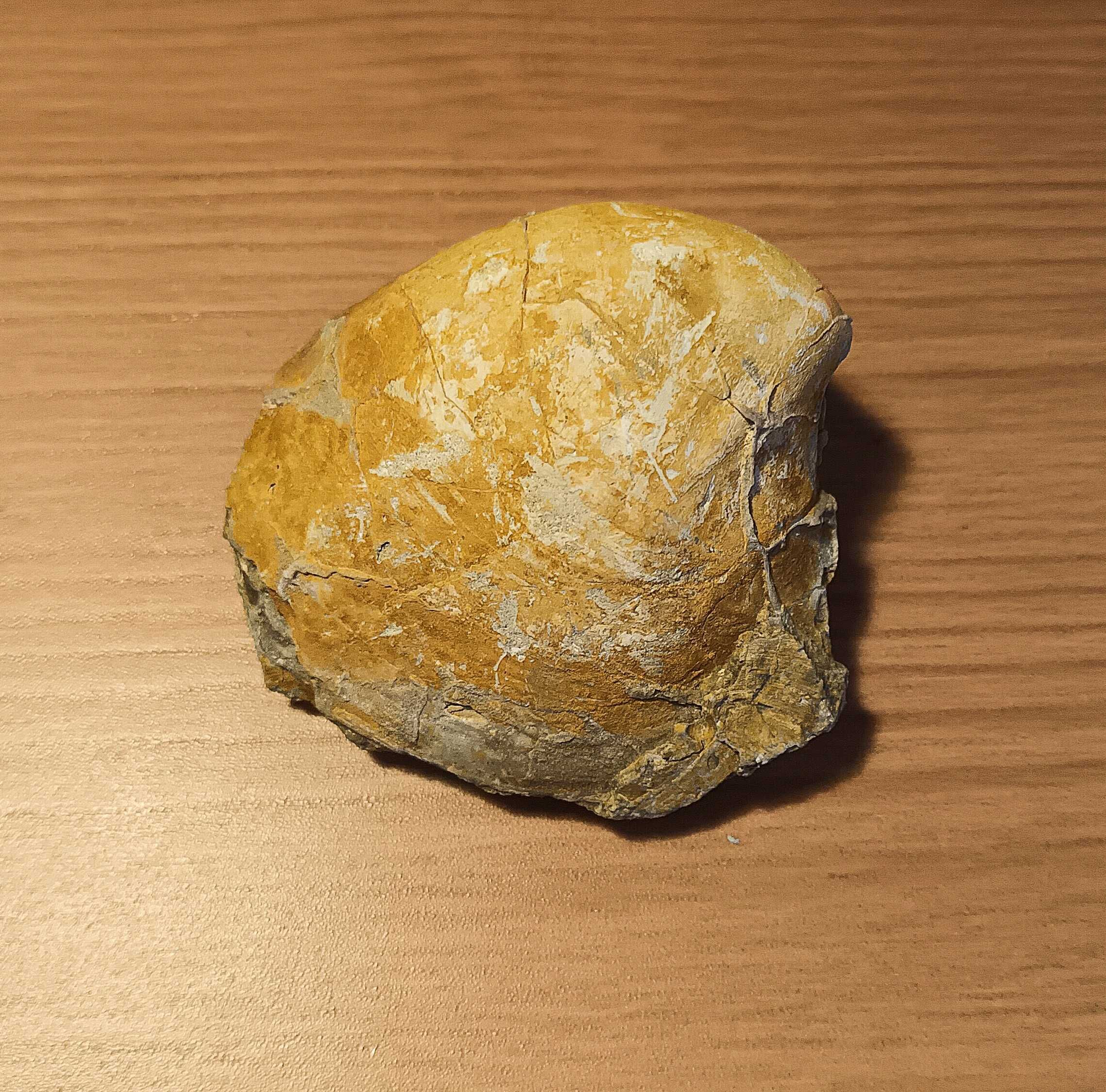 Fossil de bivalve do Miocenico