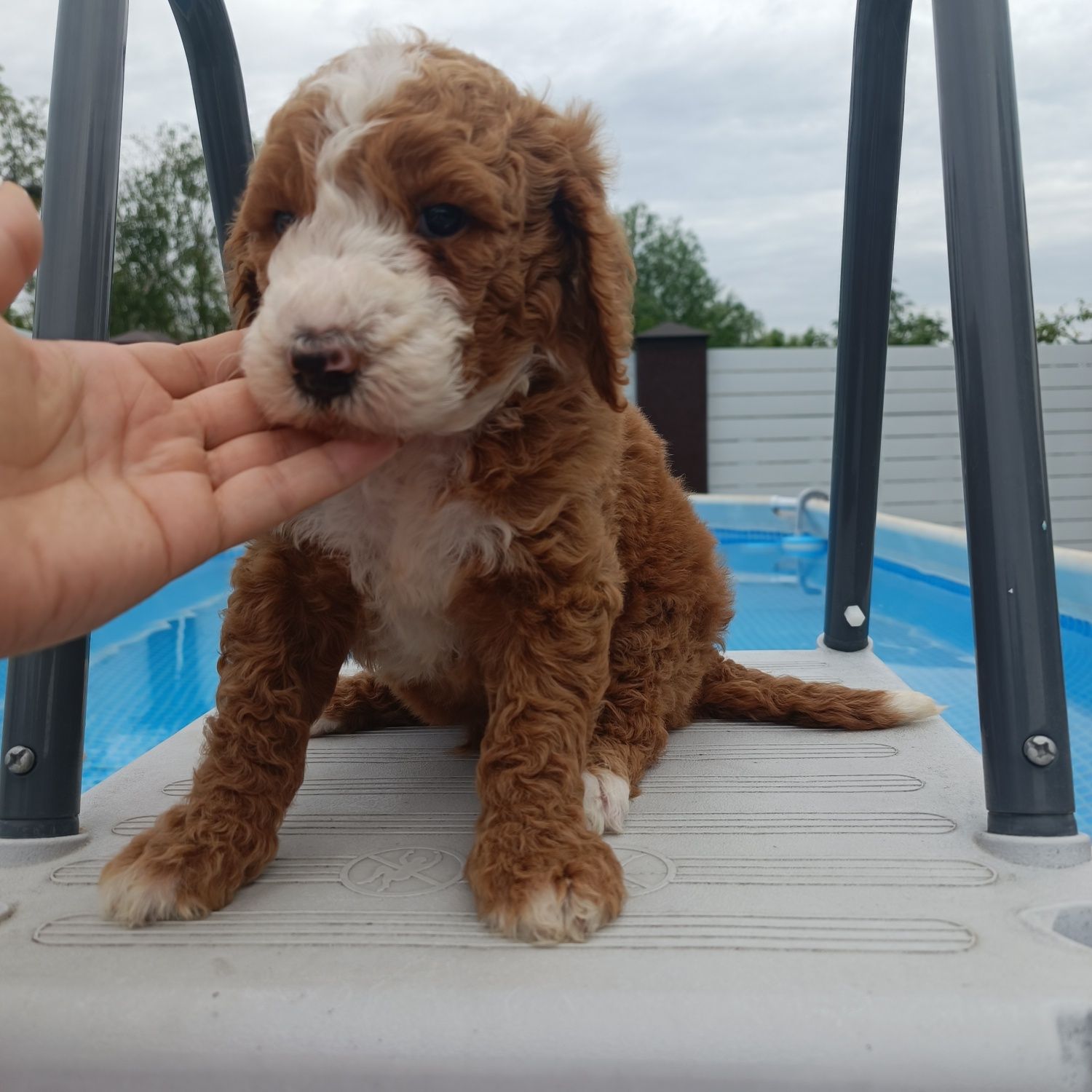 Голдендудль Ф1б. Goldendoodle F1b. Хлопчик. Київ