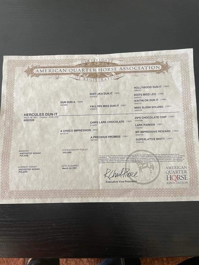 Wałach koń AQH certyfikat