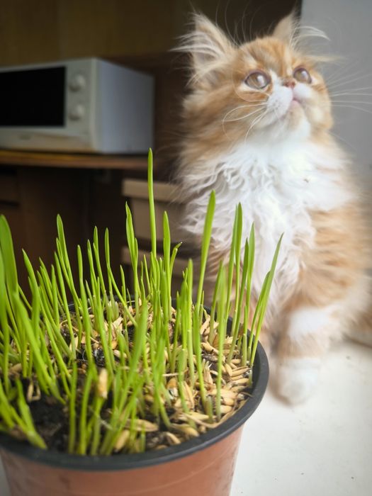 Персидська лисичка