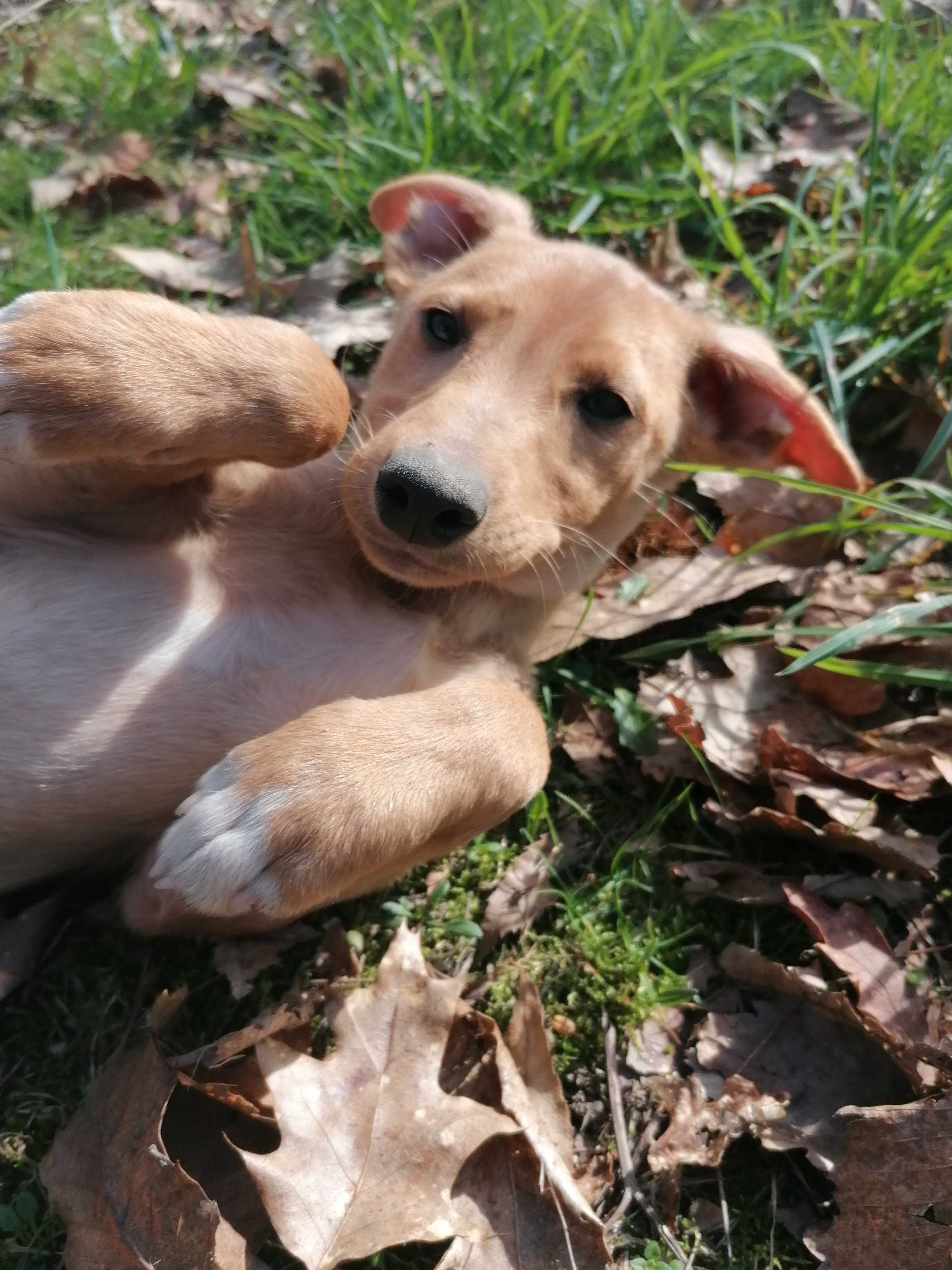 Cachorrinho para adoção responsável