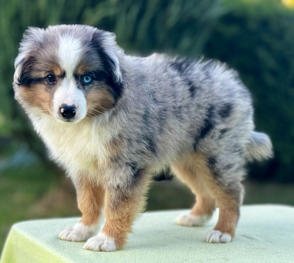 Amerykański owczarek miniaturowy- MAS - Mini Aussie- piesek FCI