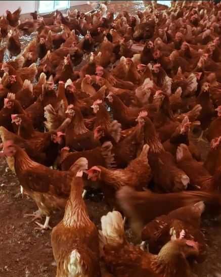 Kury Rosa Leghorn Dominant Lohman Greenshel