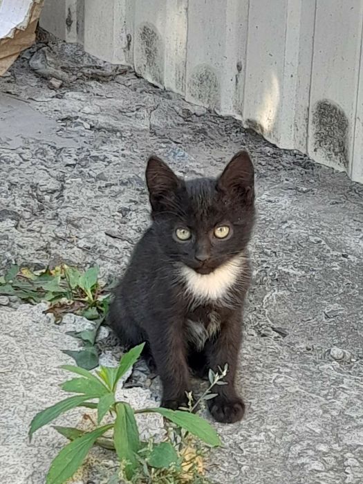 Віддам кошенят у добрі руки