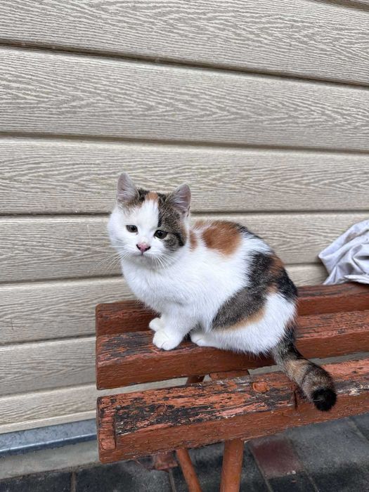 Віддам котика у добрі руки