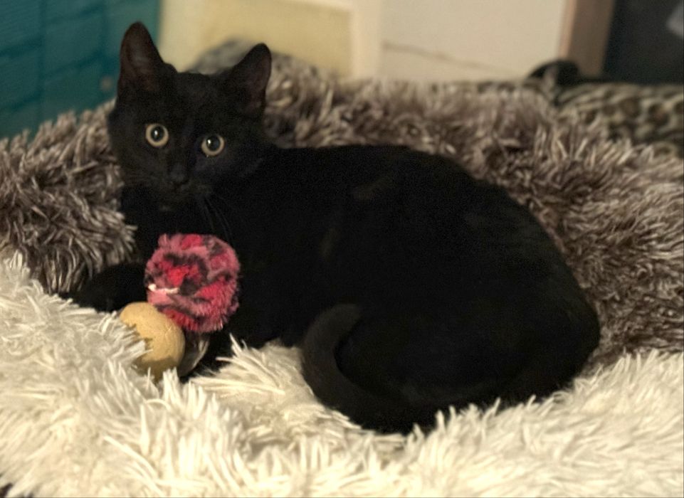 Malutka Urszulka szuka domu