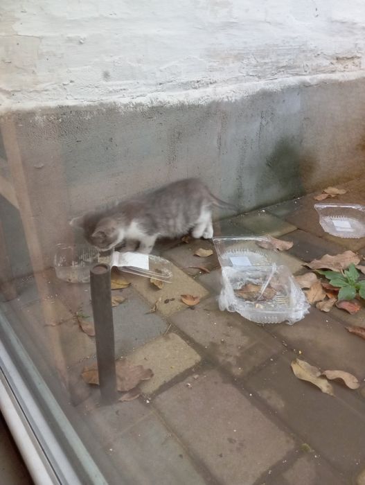 Отдам котят Полтава