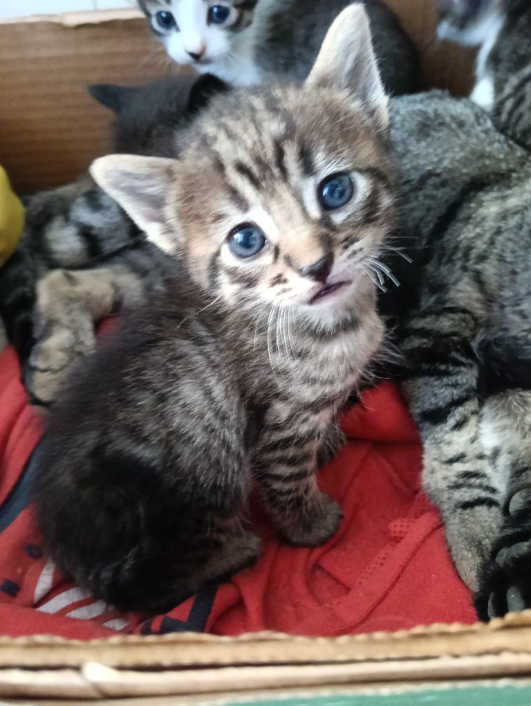 Gatos bebés para dar