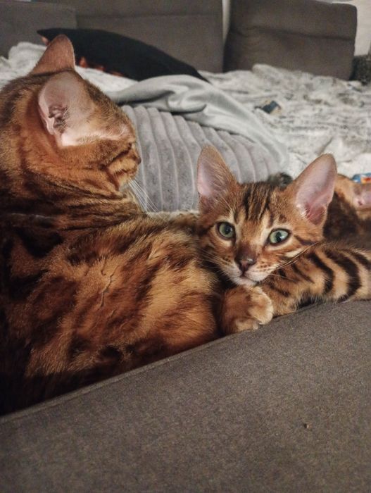 Kotek Bengalski gotowy do odbioru
