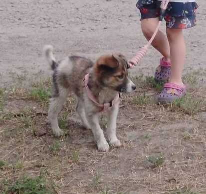 Цуцики, в добрі руки