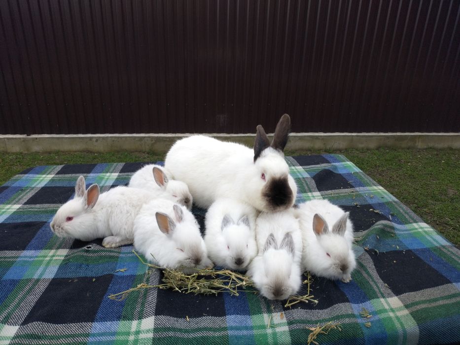 Кролики каліфорнійці