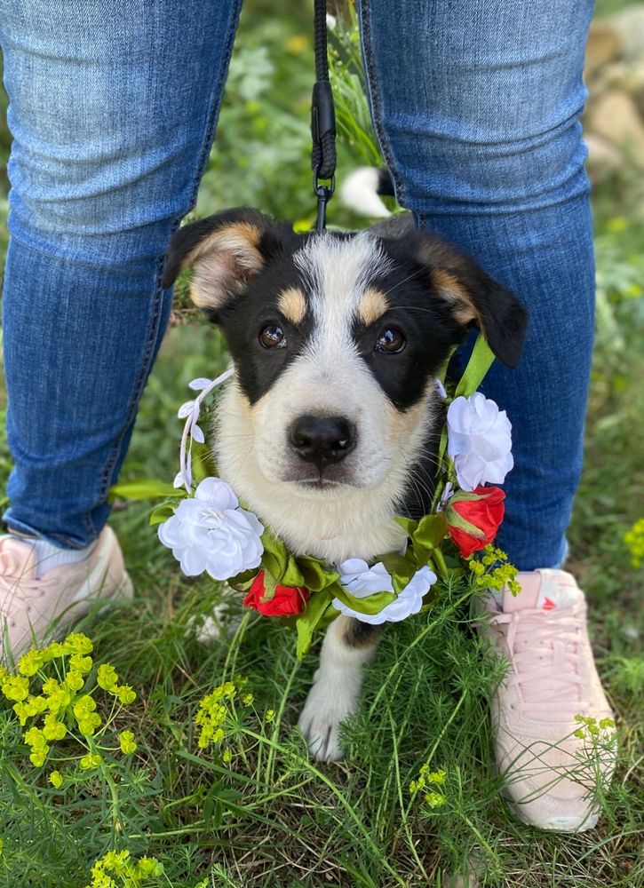 Teo - szczeniaczek do adopcji!