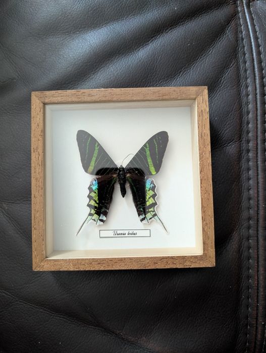 Motyl Urania Leilus -Uraniowiec zielonogórski w ramce