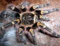 Золото коленный тарантул Grammostola aureostriata самка