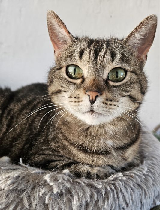 Proludzka kotka do adopcji