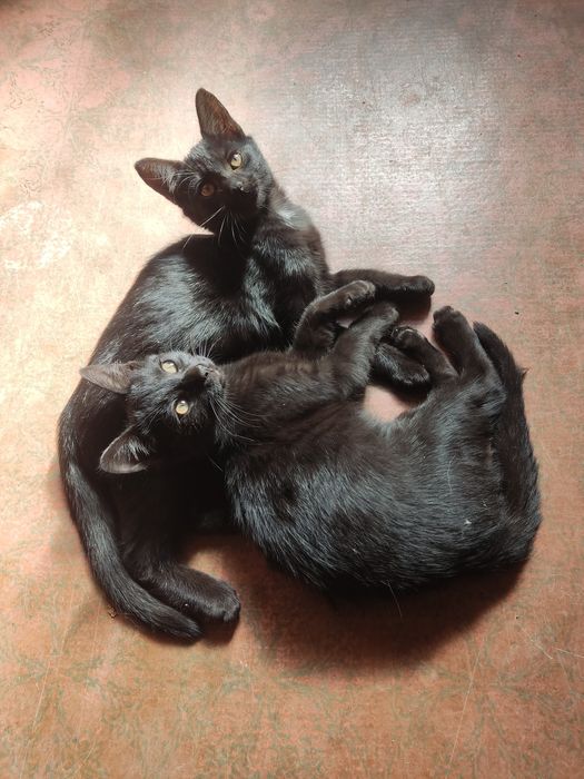 Gatinhas para adoção responsável