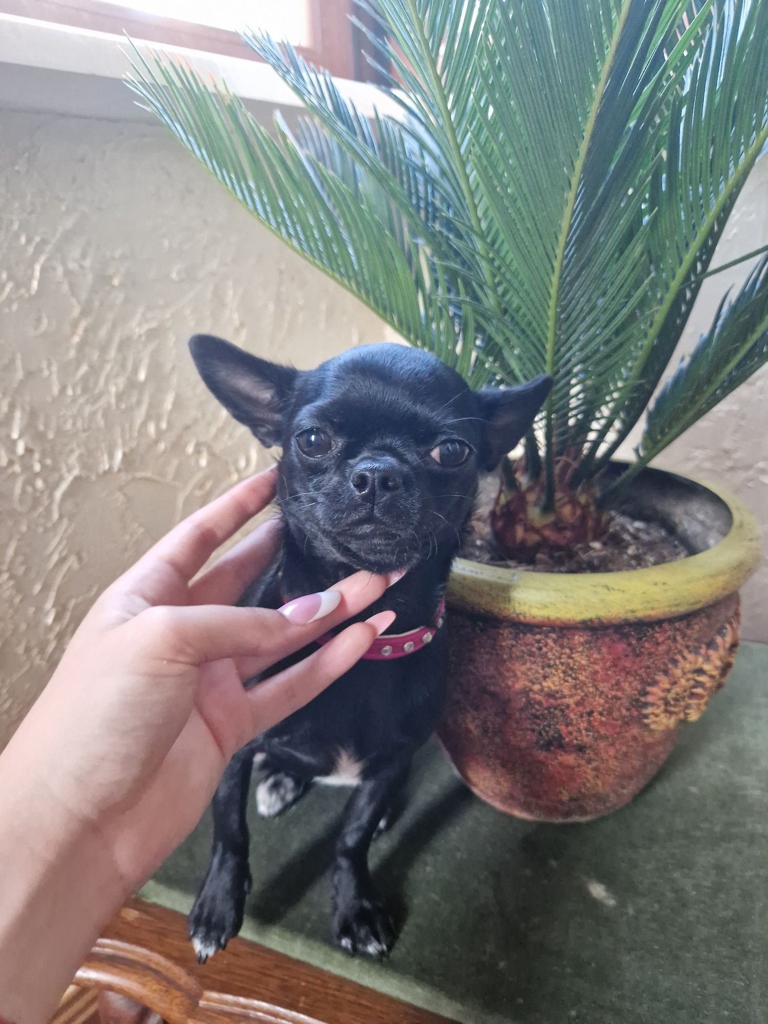 Chihuahua suczka czarna krótkowłosa Fci